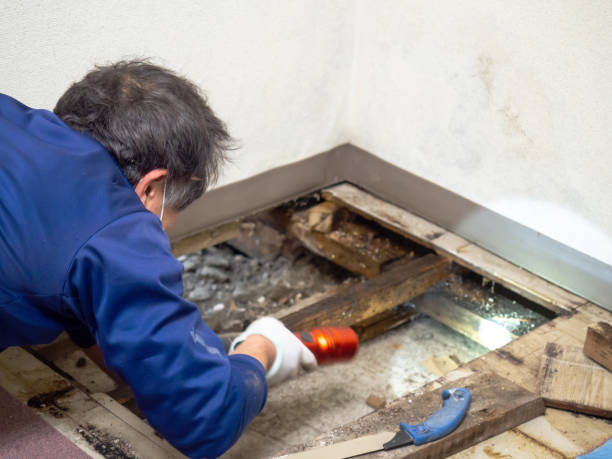 Mold Removal and Inspection in Carrollton, IL