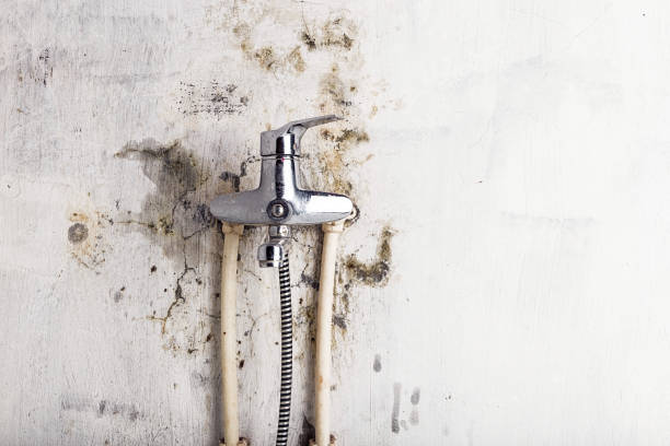 Best Mold Damage Repair  in Carrollton, IL