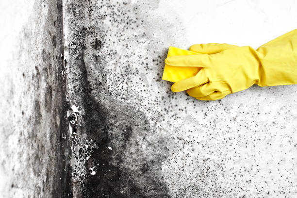 Best Mold Testing  in Carrollton, IL