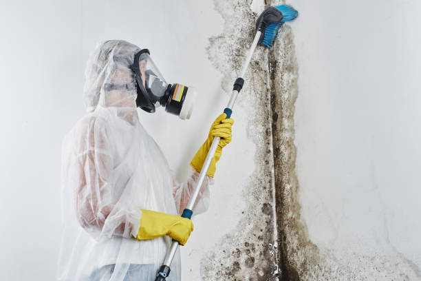 Best Black Mold Removal  in Carrollton, IL