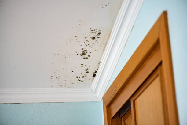 Best Certified Mold Removal  in Carrollton, IL