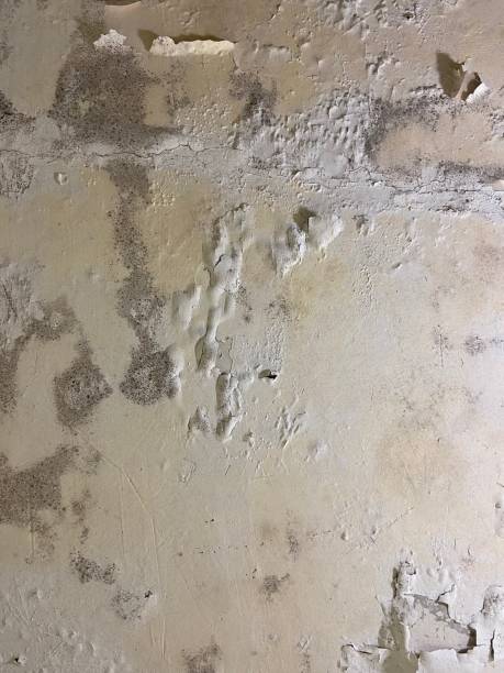 Crawl Space Mold Removal in Carrollton, IL