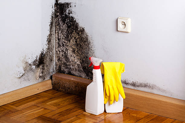 Best Crawl Space Mold Removal  in Carrollton, IL