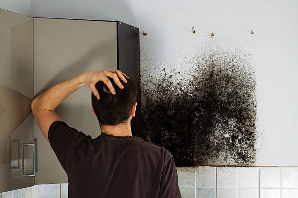 Best Fast Mold Removal  in Carrollton, IL