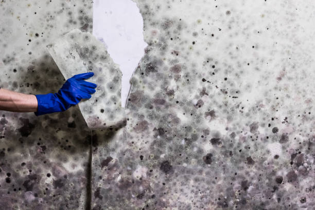 Professional Mold Removal in Carrollton, IL