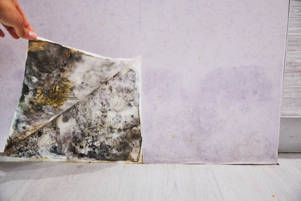 Best Mold Removal Near Me  in Carrollton, IL